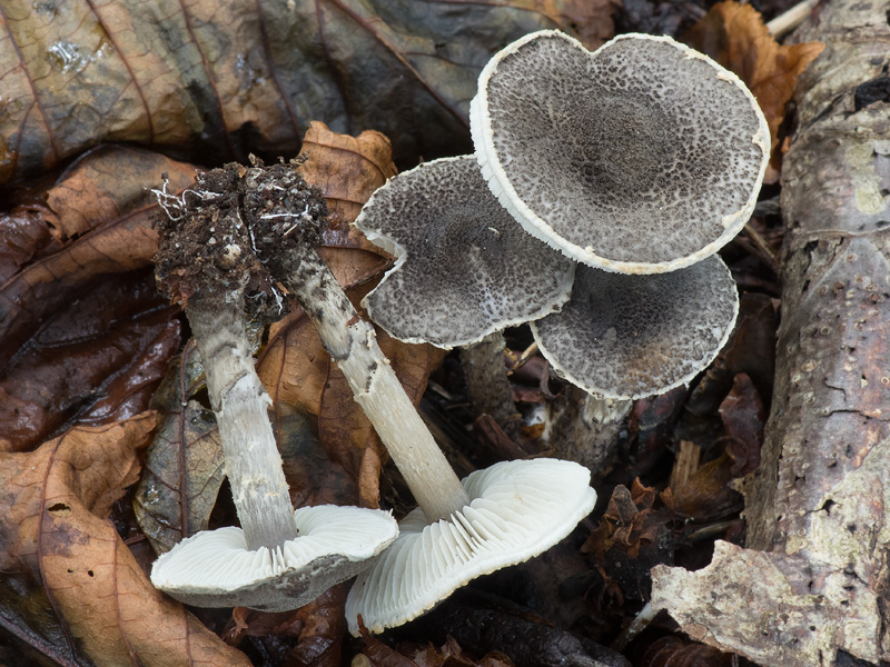 Lepiota griseovirens